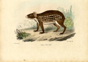 パカ、1863-79 作： Raimundo Petraroja